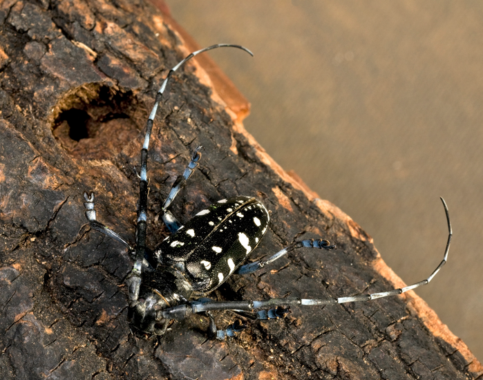 Naked pictures - Asian longhorned beetle impact on environment Christy mack sexy photos